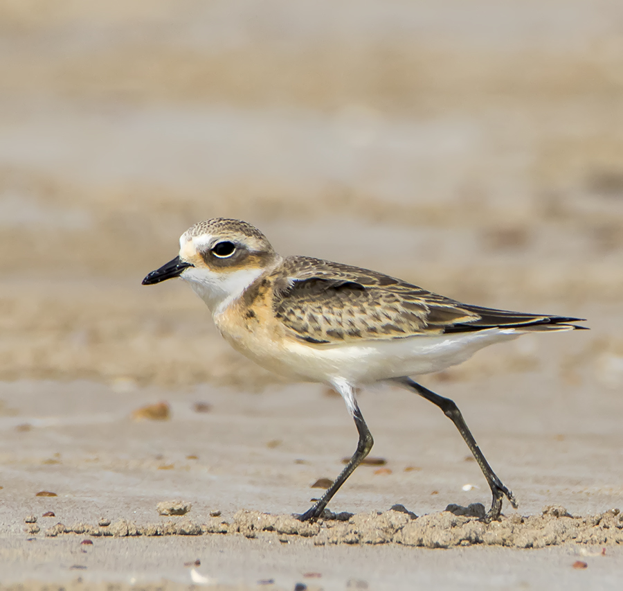 Lesser Sand Plover